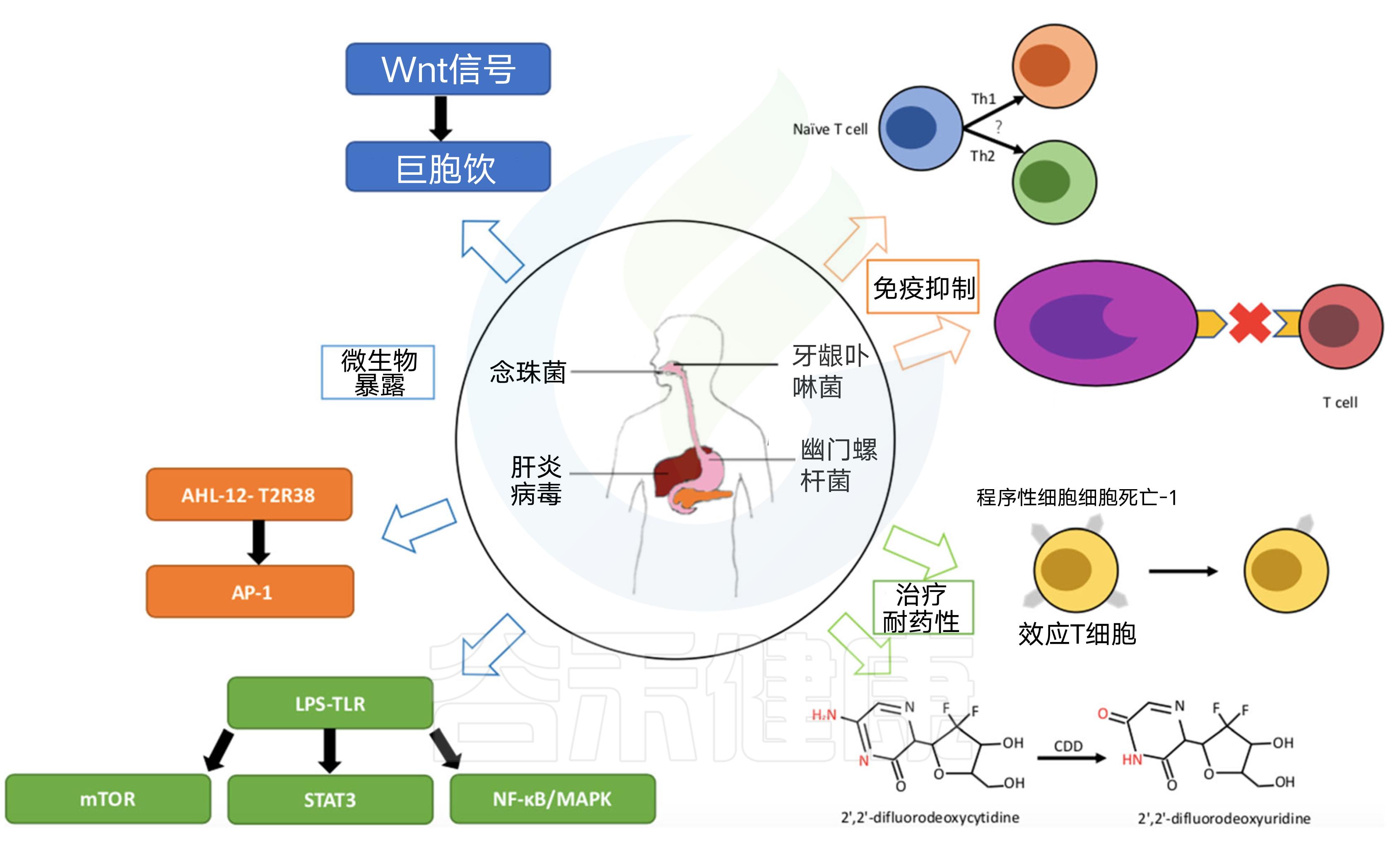 胰腺癌最新的治疗